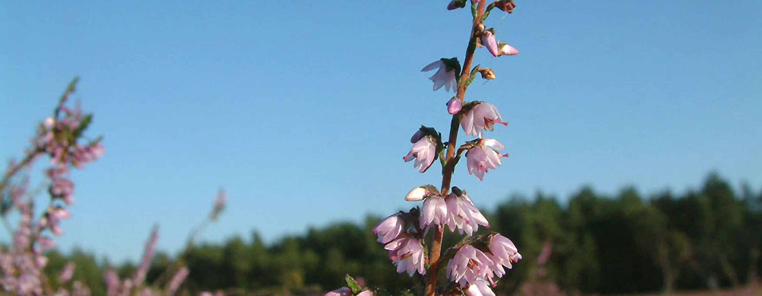 heidebluete_c-heideregion-uelzen-ev