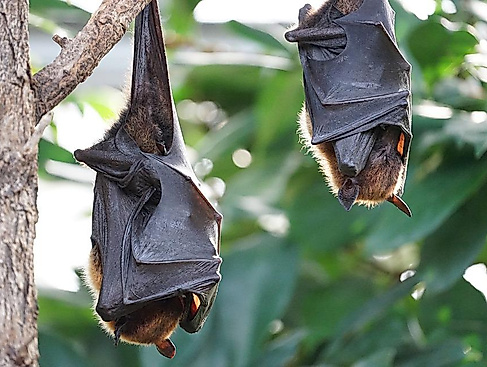 25-08-22 Fledermaus pixabay