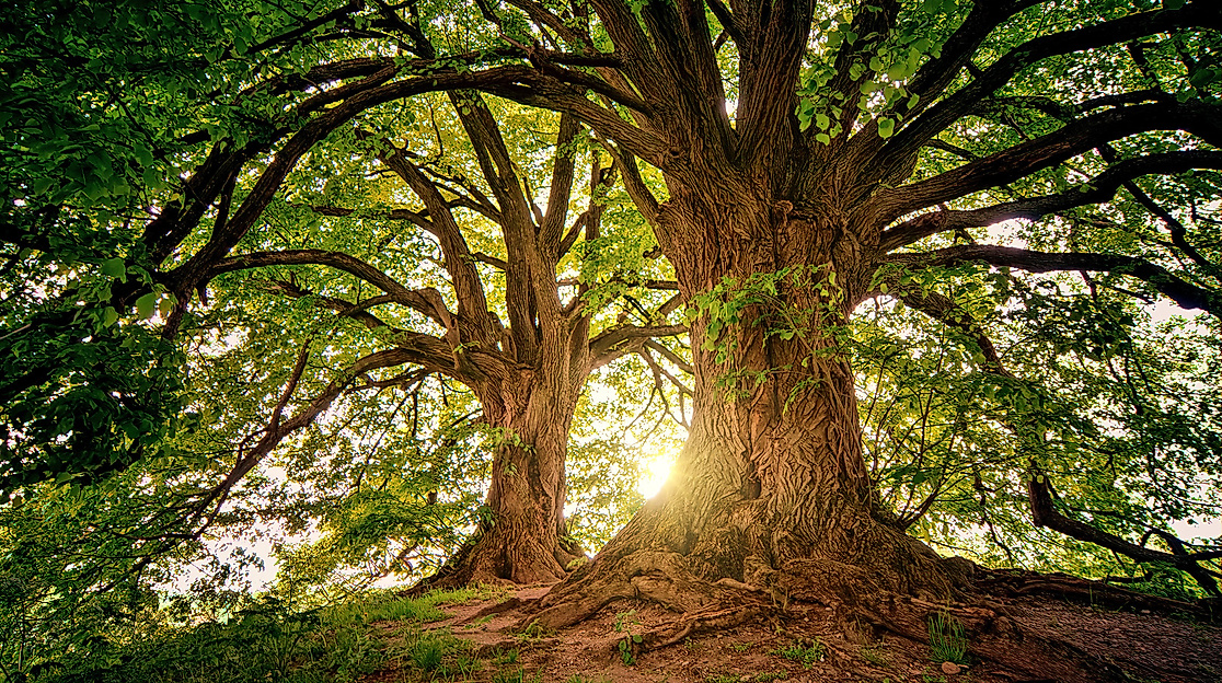 Pressefoto_Baum