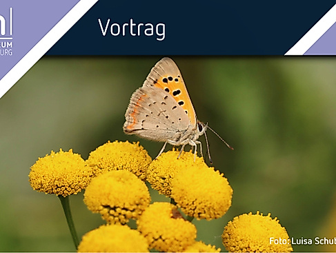 Ein kleiner Feuerfalter