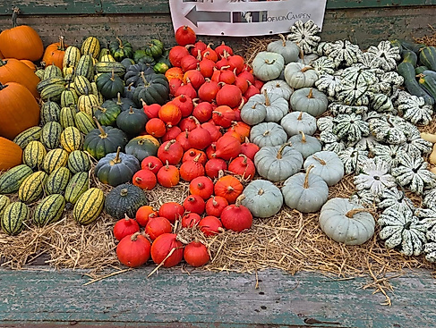 Kürbis- und Apfeltag