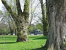 Rundgang: Der Hayns Park - Eppendorfs grünes Erbe
