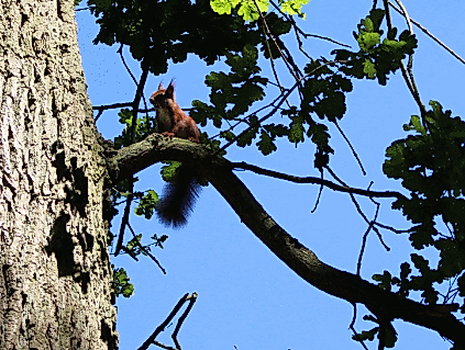 Exkursion nach Dammereez durch engl. Landschaftspark