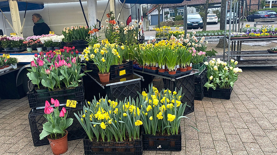 Wochenmarkt Hermannsburg Blumen
