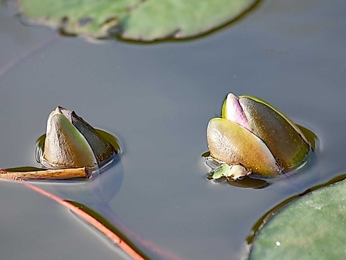Harmonisch-Gepaart-Foto