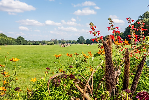 Blühende Sommerblumen am Rand einer großen Wiese im Hamburger Stadtpark unter blauem Himmel