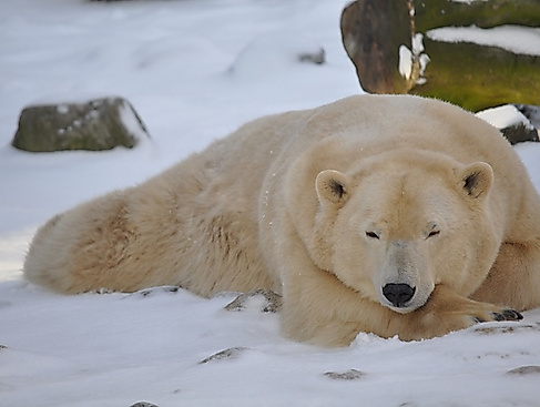Winterliche Führung durch den Zoo am Meer