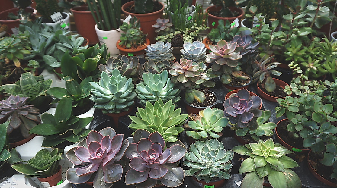 green-flowers_c_victoria-strukovskaya-unsplash