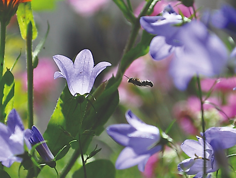 Vielfalt wächst in Hamburg und Umgebung