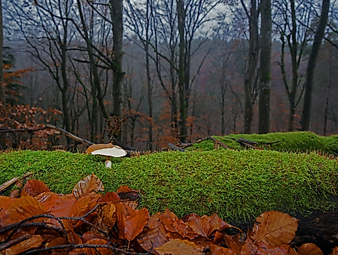 VDN FotoportalLUXFOX (2)