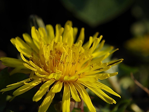 Ein Butterblümchen - der Löwenzahn