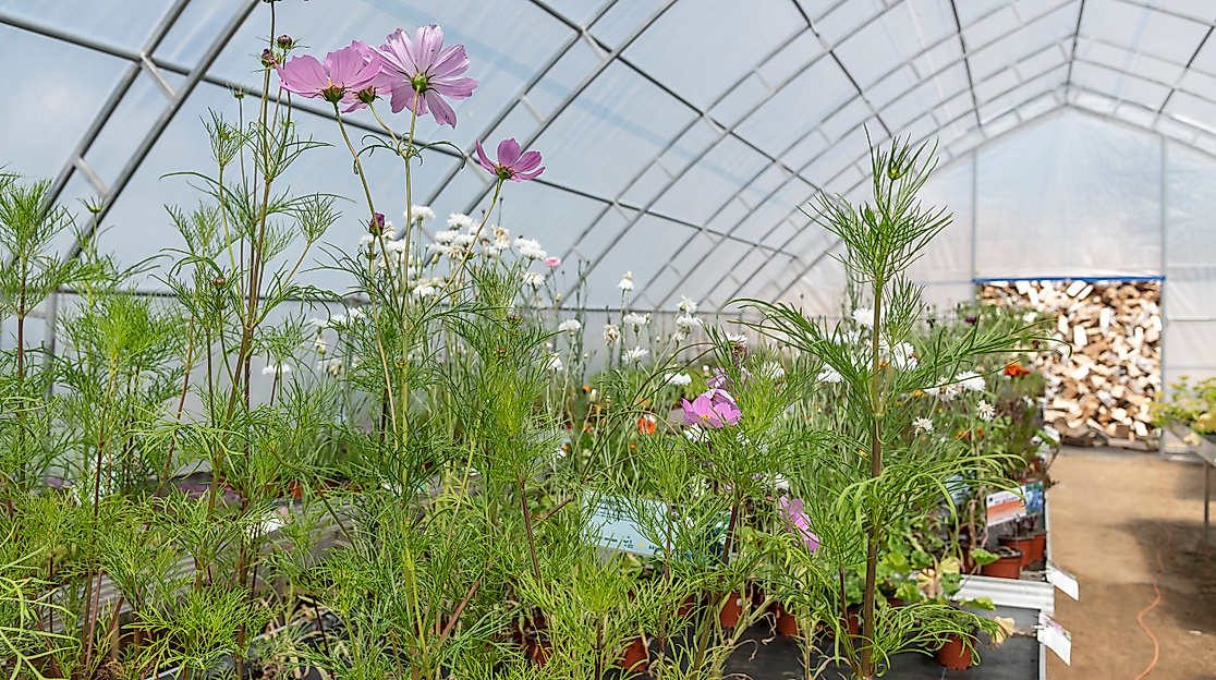 Pflanzen-Markt mit Beratung