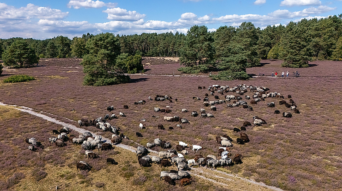 Hermannsburg_Misselhorner_Heide_Heidschnucken_Schaefer_Eintrieb_ccbysa_tl_20250821-18_web