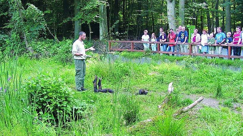 Schaufütterung Iltis