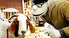 Werner Momsen - Momsen, Tiere, Sensationen