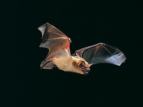 Fledermaus-Safari im Eutiner Seeschaarwald