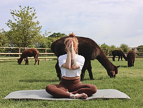 YogaxAlpakaweide_Jess