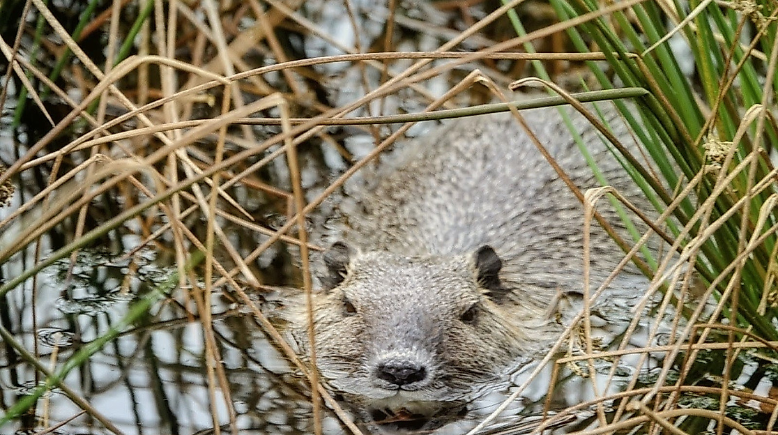 Nutria im Himmelmoor