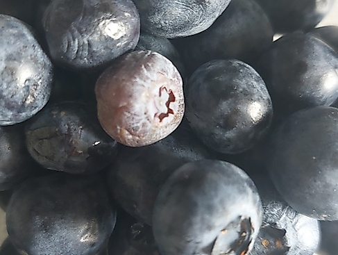 Fahrt ins Blaue zur Blaubeerplantage