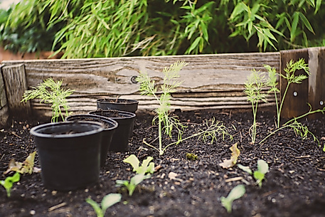 Urban Gardening