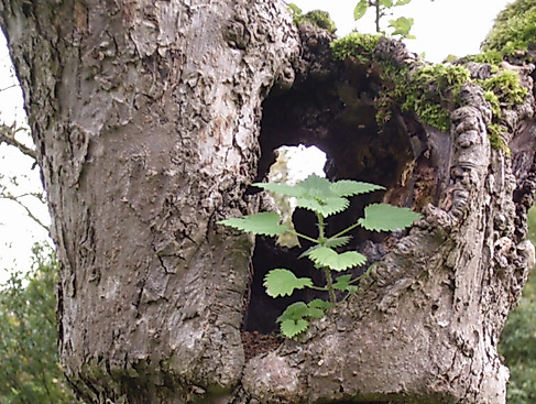 Geomantische-Fuehrung-Bild-Christa-Hein-Alex-1038x576