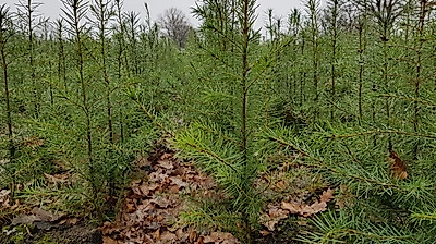 Wo die Bäume zur Schule gehen