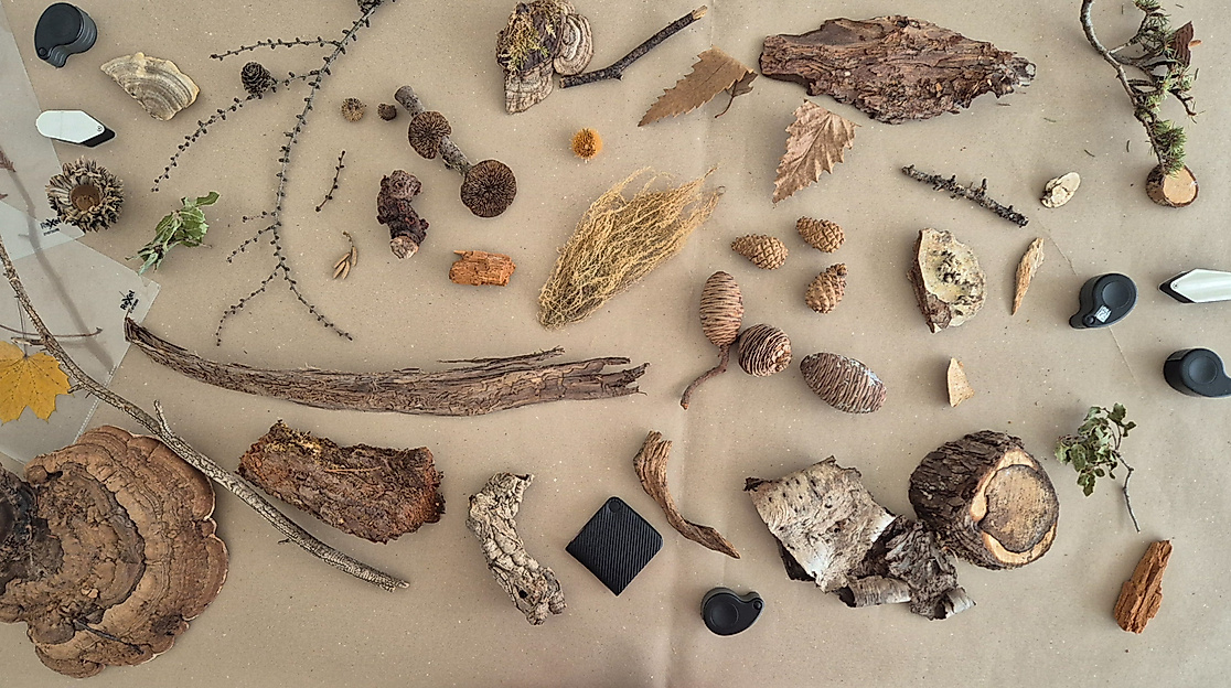 ars-eco-lab- Pilze-124725