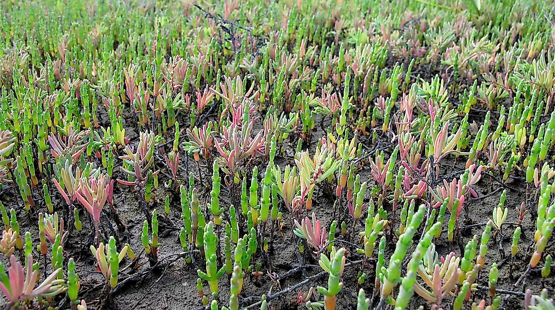 Salzwiesenführung - In Neptuns Vorgarten
