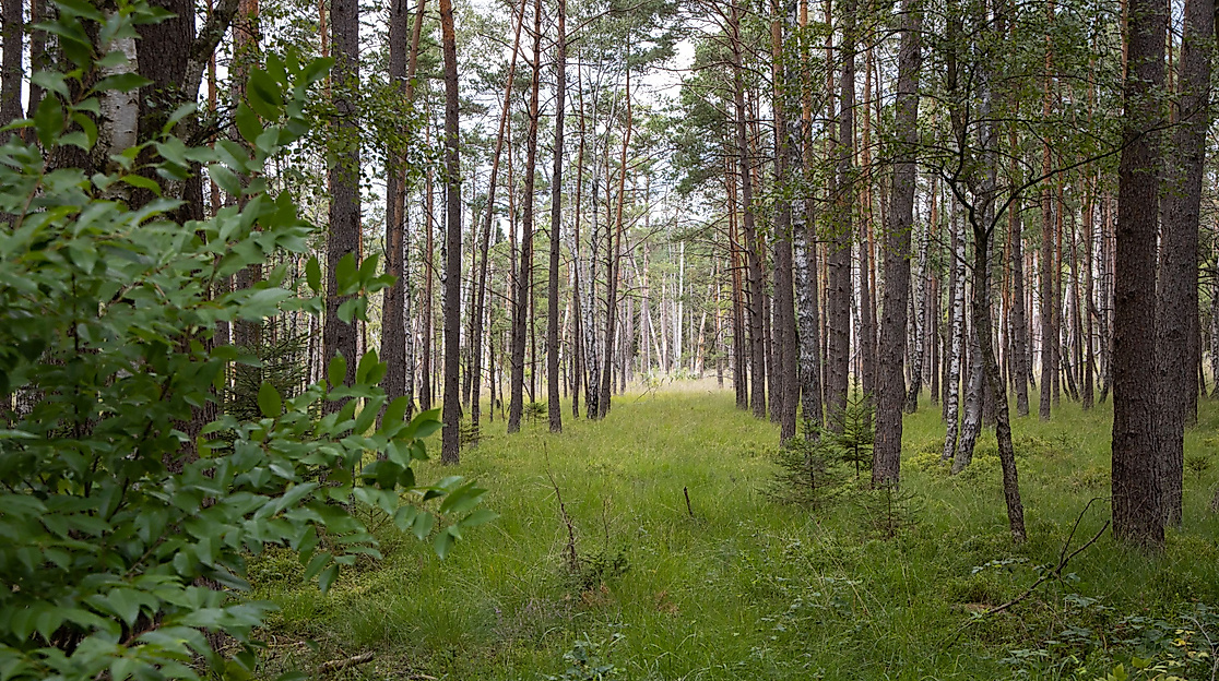 Abwechslungsreiche Landschaft der Südheide