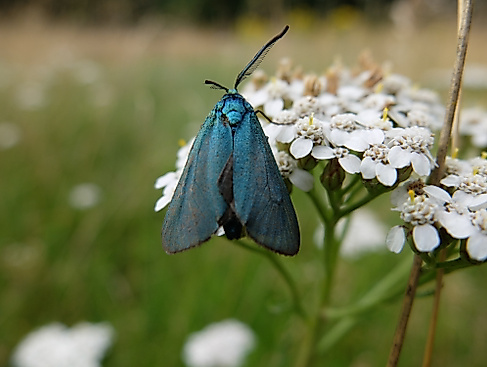 Wenn das Jahr erwacht