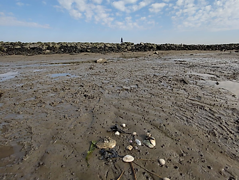 Wattenmeer im Wandel-Die Flora & Fauna des Watts im Zeichen der Klimaveränderung