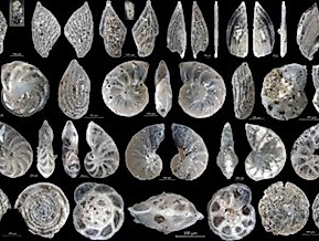 Mikrofossilien von der Jurassic Coast von Dorset