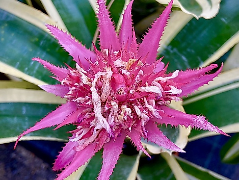 Führung: Bromelien im Loki-Schmidt-Garten