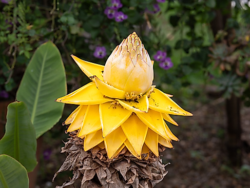 Goldene Lotus Banane