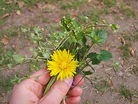 Naturpark-Tour: Wildkräuterwanderung am Schmalsee
