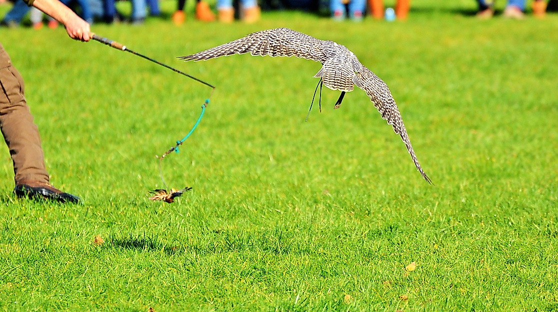 Auf leisen Schwingen