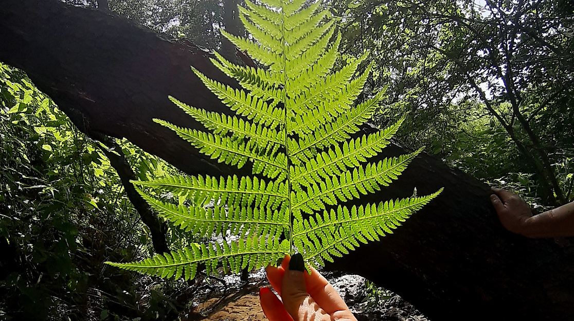 Waldbaden zur Sommersonnenwende in Hamburg