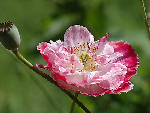 Klatschmohn (Papaver rhoeas)