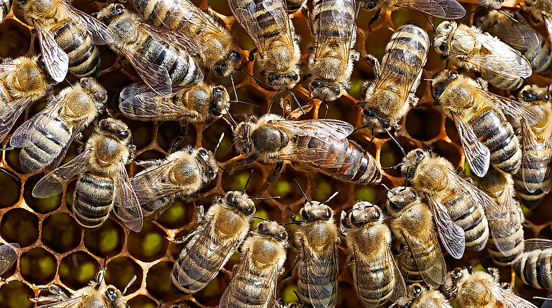 Pressefoto_gefälschter Honig