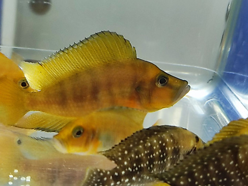 Goldener Buntbarsch in Nahaufnahme