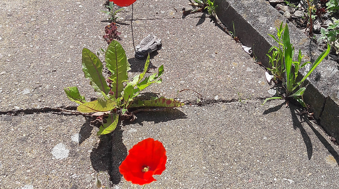 Resilienz durch Naturverbindung (Sommer)