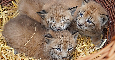 Wildpark-Schwarze-berge-Luchs-Drillinge-C-Wildpark-Schwarze-Berge