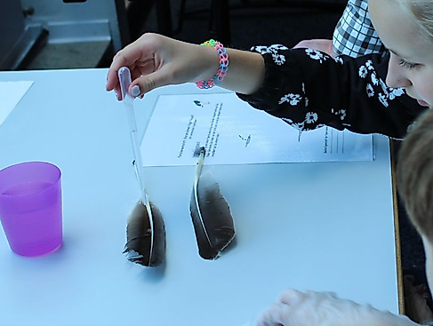 Warum können Vögel fliegen?