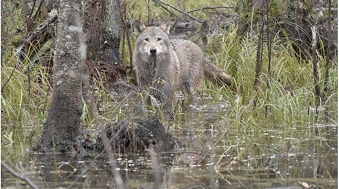 WOLF