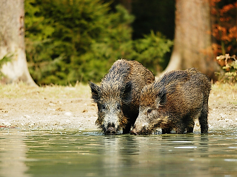 Forstwild hautnah erleben