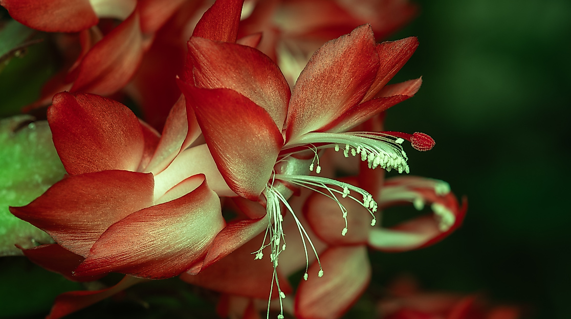 WeihnachtskaktusIMGP2423