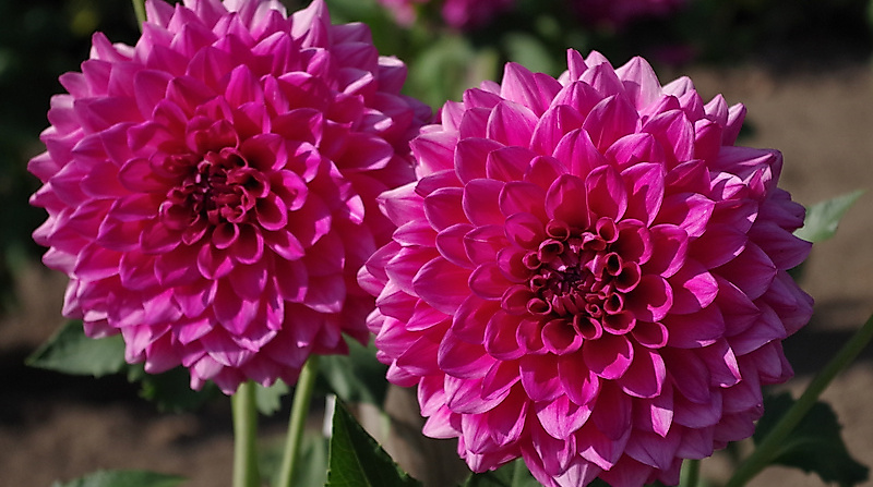 Dahliengarten