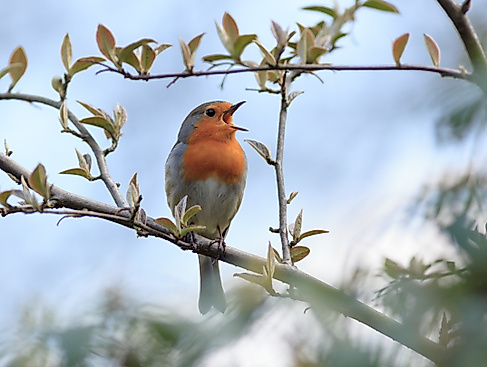 Der Zauber der Vogelstimmen – ihre Vielfalt und Bedeutung
