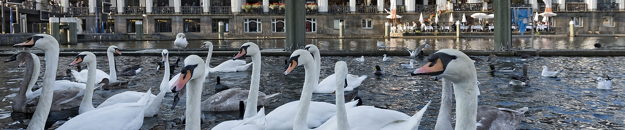 Alsterschwäne in Hamburg