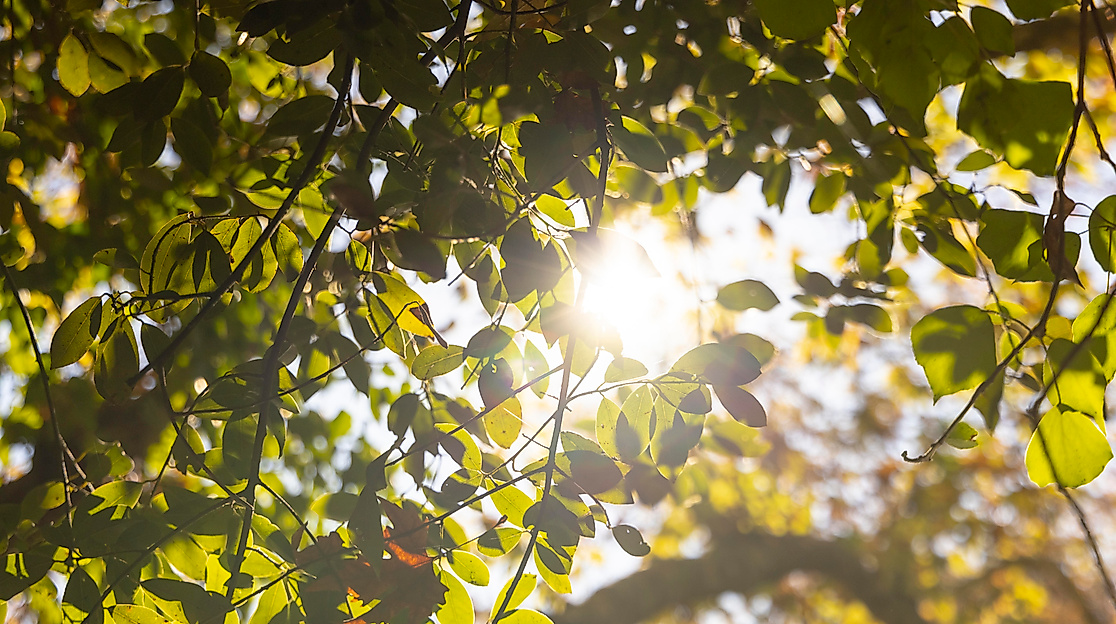 Sonnenlicht im Blätterdach